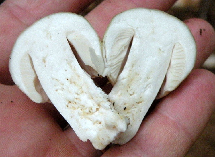 Dal Trentino: Tricholoma pardinum ?